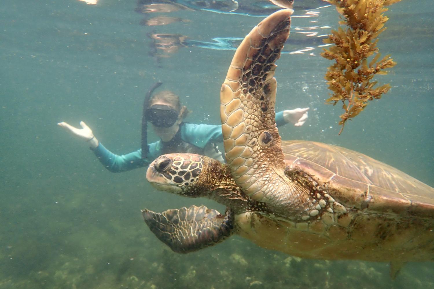 一名<a href='http://ydo.hwanfei.com'>bv伟德ios下载</a>学生在Galápagos群岛游学途中与一只巨龟游泳.